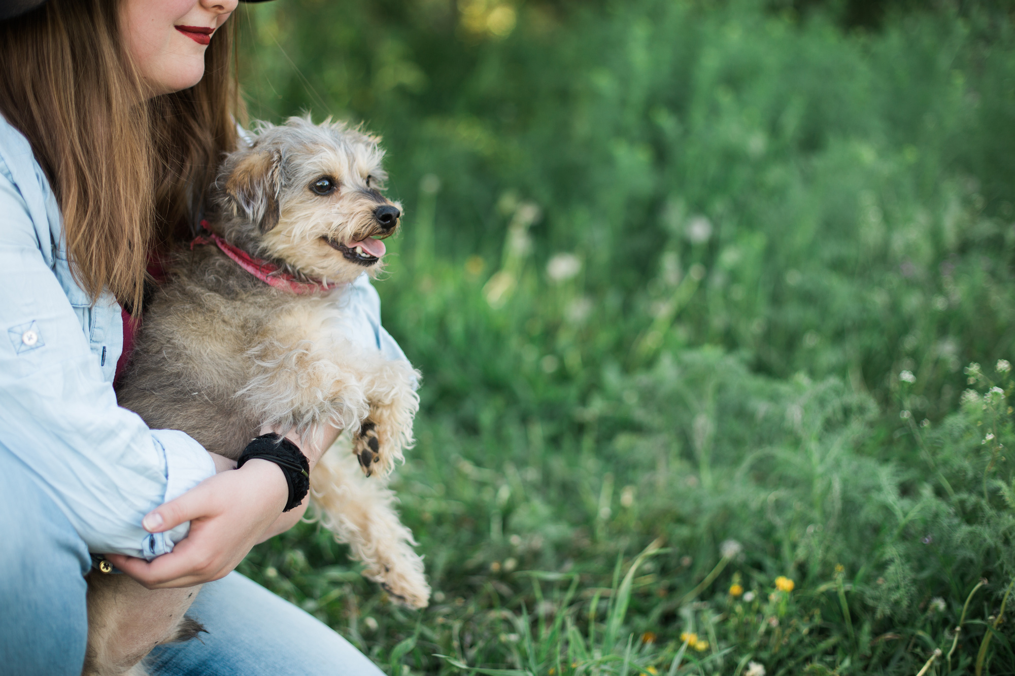 Emotional Support Animal Laws You Need To Know About